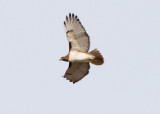 RED-TAILED HAWK