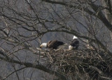 BALD EAGLES ON THE NEST