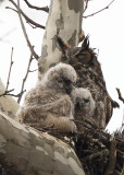 4/14 - GREAT HORNED OWL & 2 CHICKS