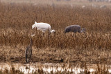 WHOOPING  & SANDHILL CRANE and a GB HERON