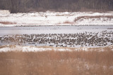 1000S of CANADA GEESE at  LOST BRIDGE
