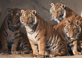 MALAYAN TIGER CUBS