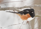 EASTERN TOWHEE