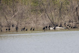 DOUBLE-CRESTED CORMORANTS -- 250+ ON OXBOW LAKE TODAY