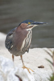 GREEN HERON