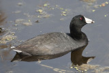 AMERICAN COOT