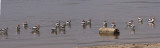 AMERICAN AVOCETS