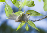 GOLDEN-WINGED WARBLER