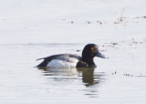 LESSER SCAUP