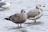 HERRING GULLS