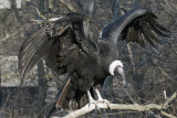 ANDEAN CONDOR