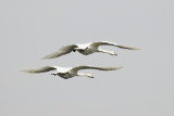 TRUMPETER SWANS