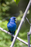 INDIGO BUNTING