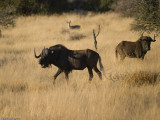 Black Wildebeest