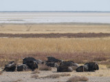 Blue Wildebeest