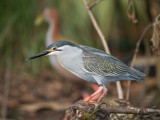 Striated Heron