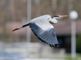 Grey Heron Flying Studies