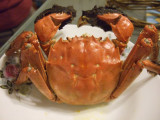 Crab (20-11-2007)