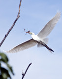 Heron In Flight_MG_2287.jpg