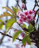 Cherry Blossom - K7__3352
