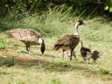 Nene & Chicks