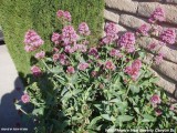 Wild flowers from Beverly Glen Canyon A 1.JPG