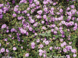 Purple Lantana A 2.JPG