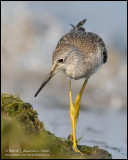 Greater Yellowlegs