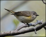 Female American Redstart