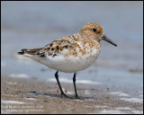 Sanderling