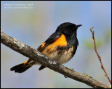 American Redstart