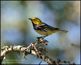 Black-throated Green Warbler