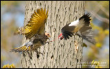 Northern Flicker vs Red-headed