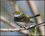 Chestnut-sided Warbler