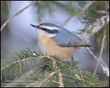 Red-breasted Nuthatch