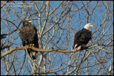 Bald Eagles