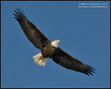 Eagle in Flight