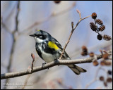 Yellow-rumped Warbler