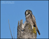 Northern Hawk Owl