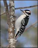 Hairy Woodpecker