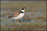 Semipalmated Plover