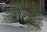 Peacocks are bigger than I thought!