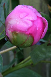 May 21, 2010