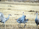 Sandhill Crane  courtship display bowing.jpg