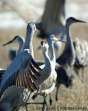 Sandhill Cranes courtship display looking.jpg