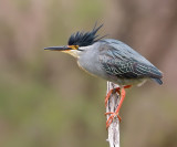 Striated (or Green-backed) Heron