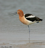 American Avocet