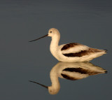 American Avocet