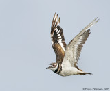 Killdeer