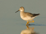 Lesser Yellowlegs